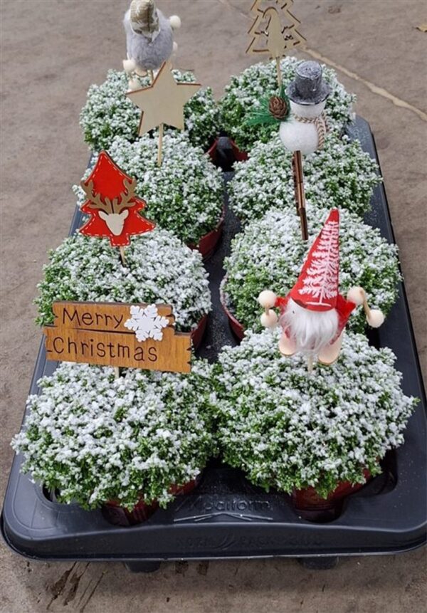 Hebe 'Christmas Boys' (božićno izdanje s ukrasima)