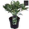 Helleborus foetidus 'Wester Flisk' – kukurijek