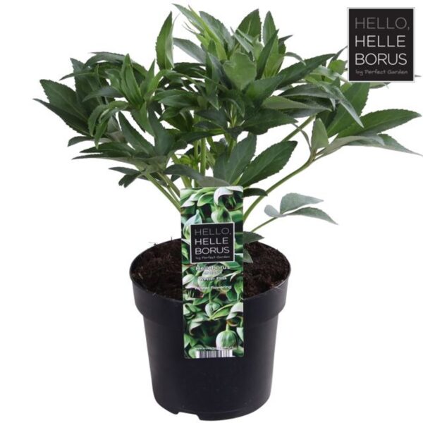 Helleborus foetidus 'Wester Flisk' – kukurijek