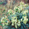 Helleborus foetidus 'Wester Flisk' – kukurijek