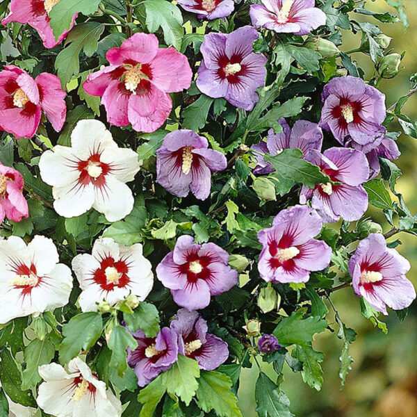 Hibiscus syriacus 'Tricolor'