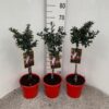 Ilex meserveae 'Gentle'® – božikovina