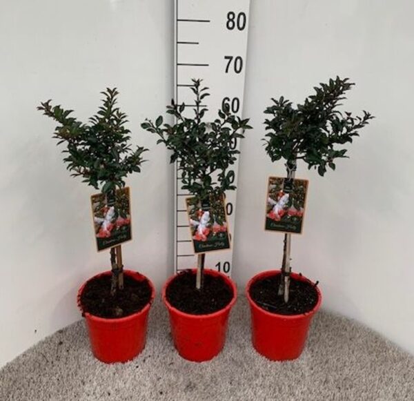 Ilex meserveae 'Gentle'® – božikovina