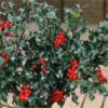 Ilex meserveae 'Gentle'® – božikovina