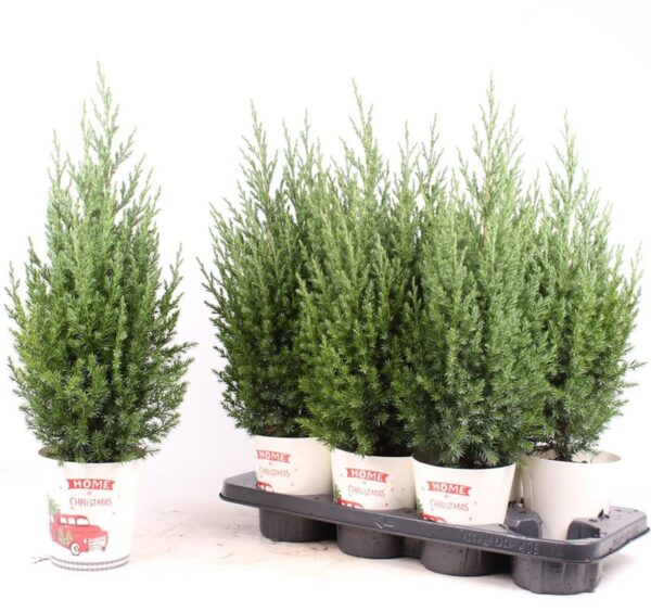 Juniperus chinensis 'Stricta' – borovica (Božićna posuda)