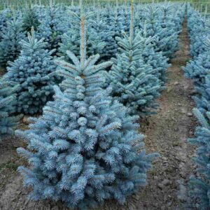 Picea pungens 'Super Blue' – plava smreka