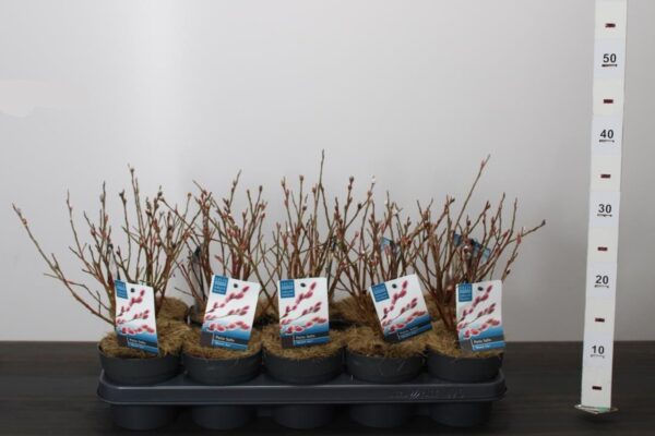 Salix gracilistyla 'Mount Aso'