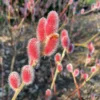 Salix gracilistyla 'Mount Aso'