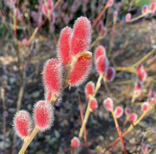 Salix gracilistyla 'Mount Aso'