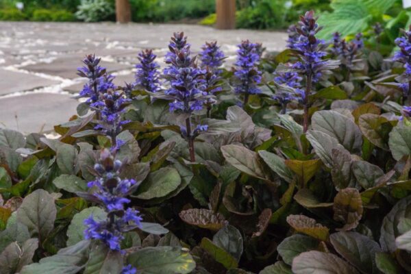Ajuga reptans "Purpurea"
