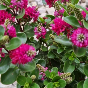 Hebe mix - ružičasta