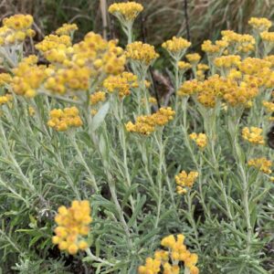 Helichrysum splendidum