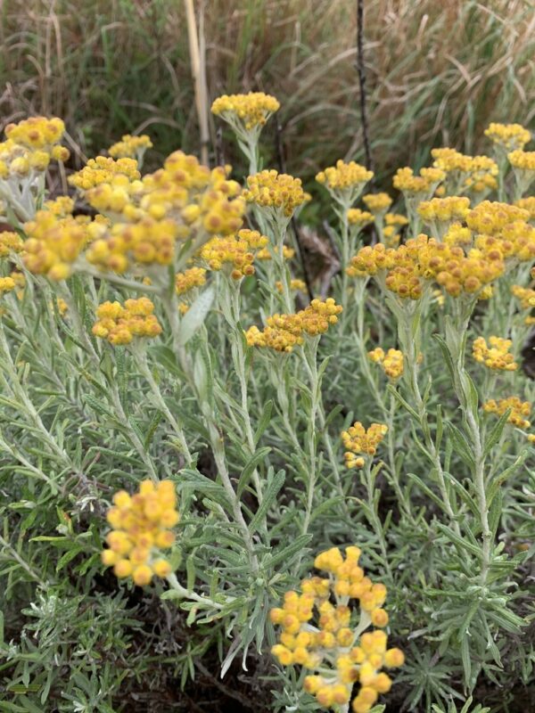 Helichrysum splendidum