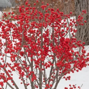 Ilex verticillata 'Jingle Bells' – božikovina