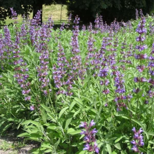 salviashrubtvrtko Salvia officinalis
