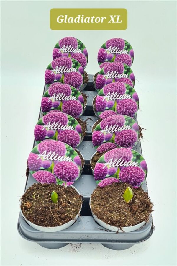 Allium 'Gladiator' - ukrasni luk