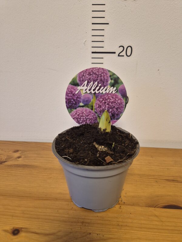 Alliumgladiatorljubič-tvrtko Allium 'Gladiator' - ukrasni luk
