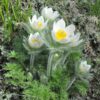 Anemone japonica mix
