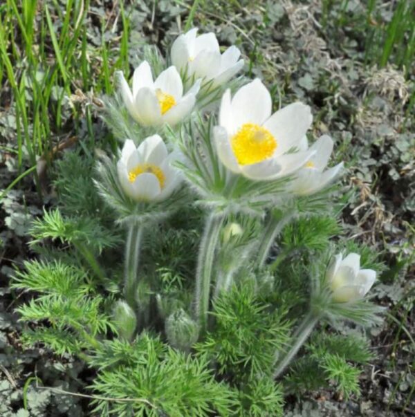 Anemone japonica mix