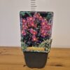 Anemone japonica mix