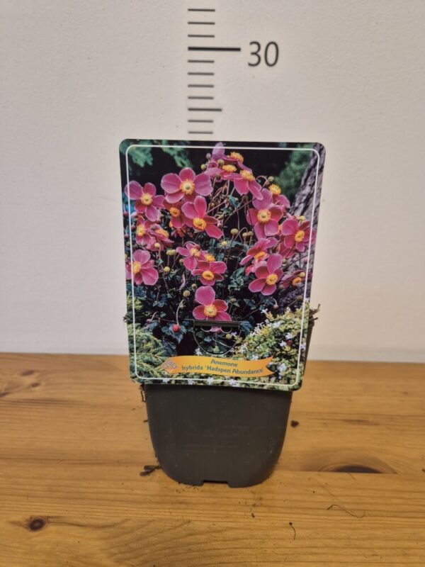 Anemone japonica mix
