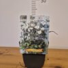 Anemone japonica mix