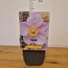 Anemone japonica mix