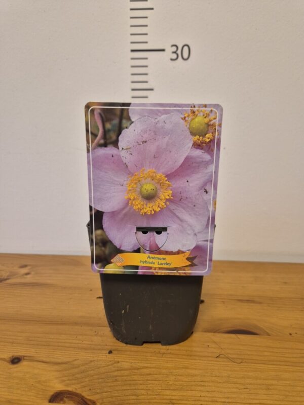 Anemone japonica mix