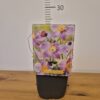 Anemone japonica mix