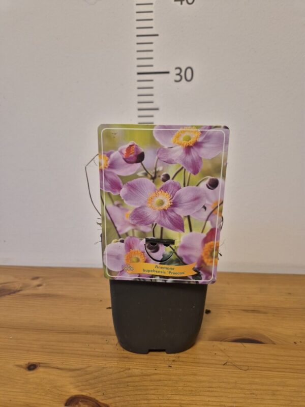 Anemone japonica mix