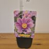 Anemone japonica mix