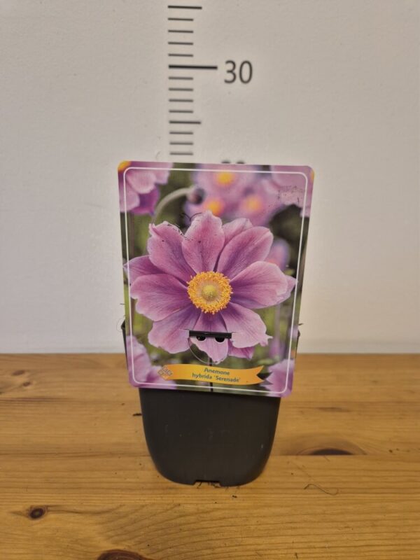 Anemone japonica mix