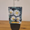 Anemone japonica mix