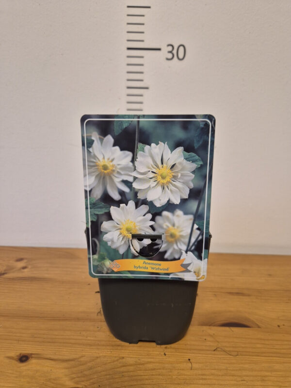 Anemone japonica mix