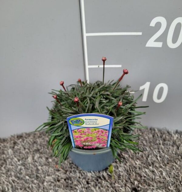 Armeria mar. 'Rubrifolia'