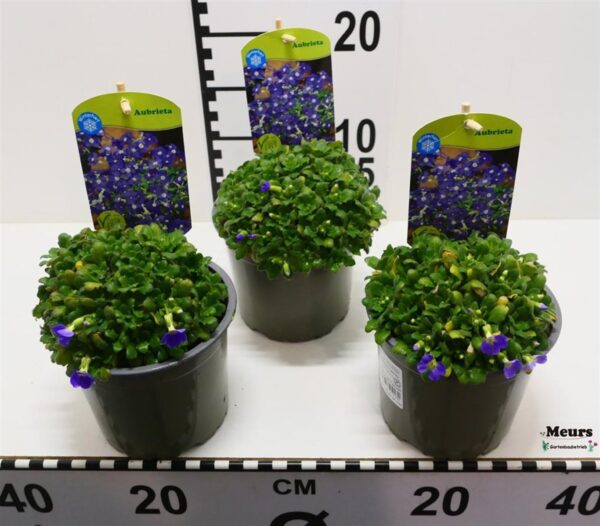 Aubrieta grac. 'Audrey Blue Shades'