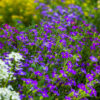Aubrieta grac. 'Audrey Blue Shades'