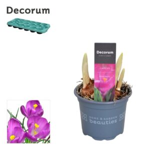 Crocus vernus 'Flower Record'