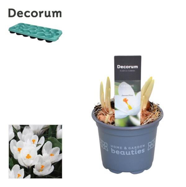 Crocus vernus 'Jeanne d' Arc'