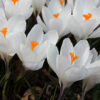 Crocus vernus 'Jeanne d' Arc'