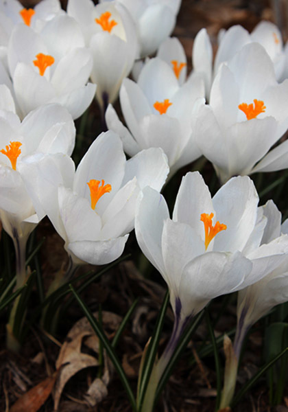 Crocus vernus 'Jeanne d' Arc'