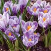 Crocus vernus 'Pickwick'