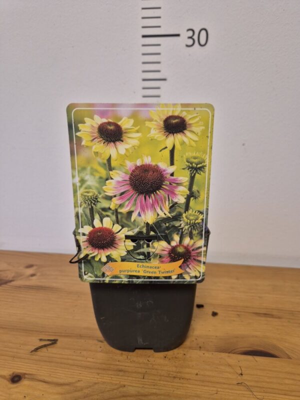 Echinacea mix