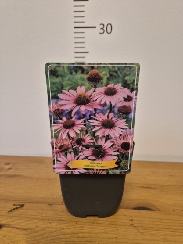 Echinacea mix