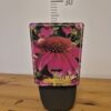 Echinacea mix
