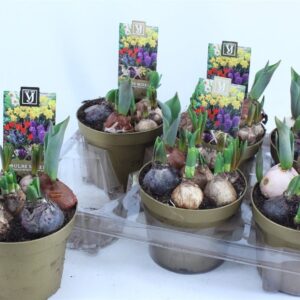 Flowerbulb mix Little Gardentvrtko Lukovice mix Little Garden