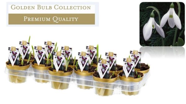 Galanthus elwesii-visibaba