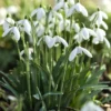 Galanthus elwesii-visibaba