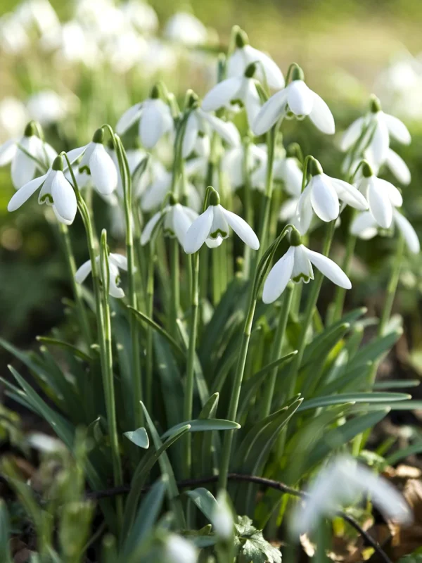 Galanthus elwesii-visibaba