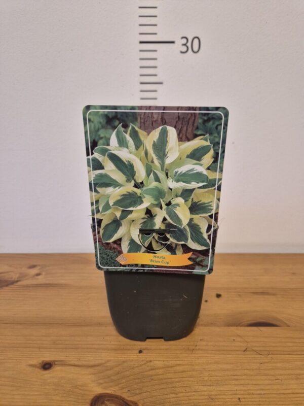Hosta mix